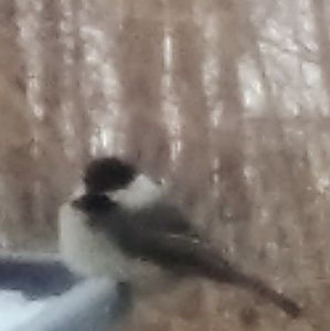 Meet your Posher, Geraldine